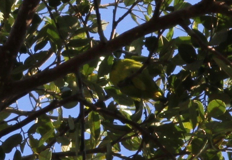 Blue-naped Chlorophonia - ML108609841