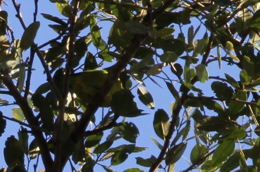 Blue-naped Chlorophonia - ML108609891