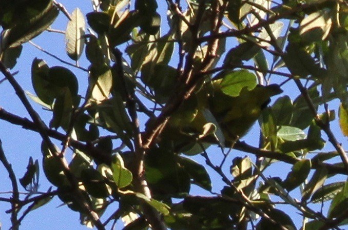 Blue-naped Chlorophonia - ML108609901