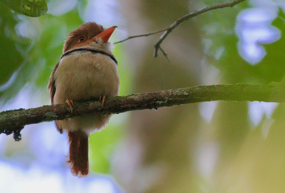 Collared Puffbird - ML108610671