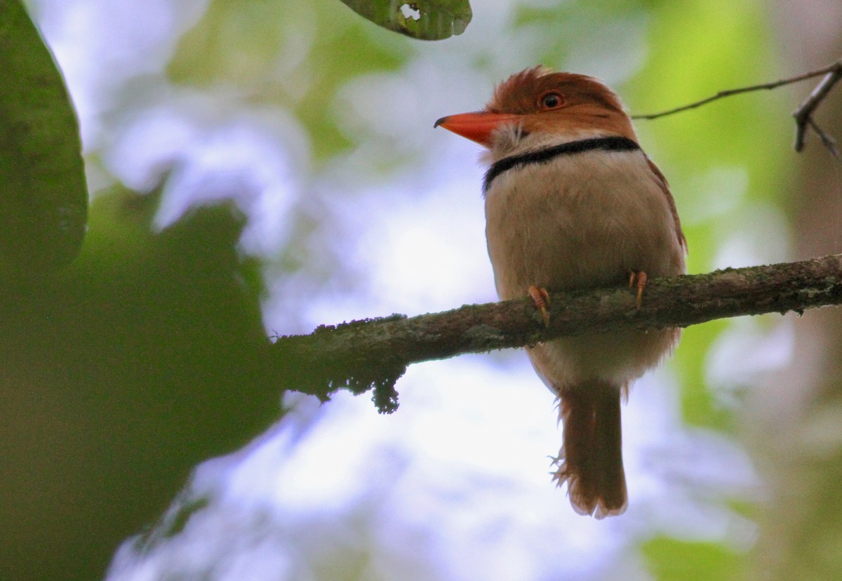 Collared Puffbird - ML108611001