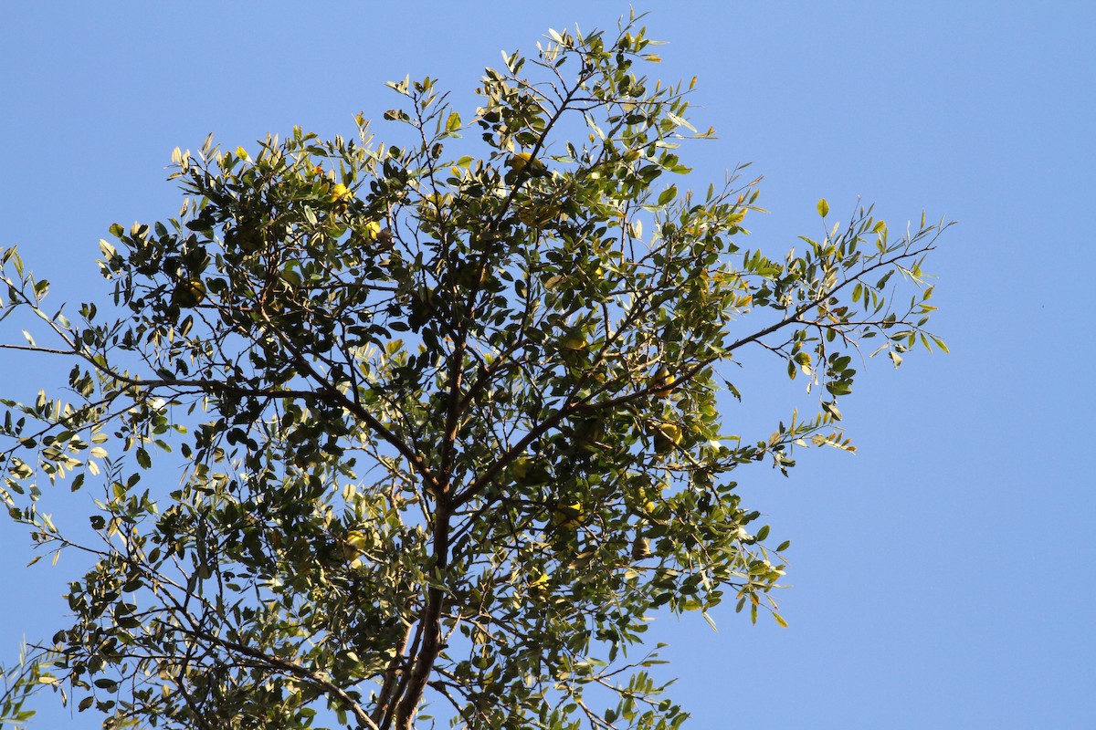 Blue-naped Chlorophonia - ML108611141