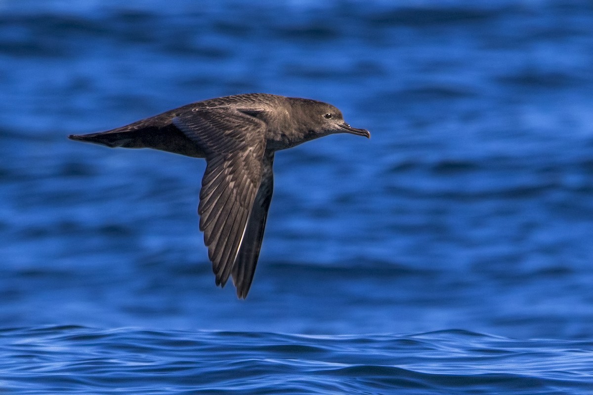 Sooty Shearwater - ML108612621