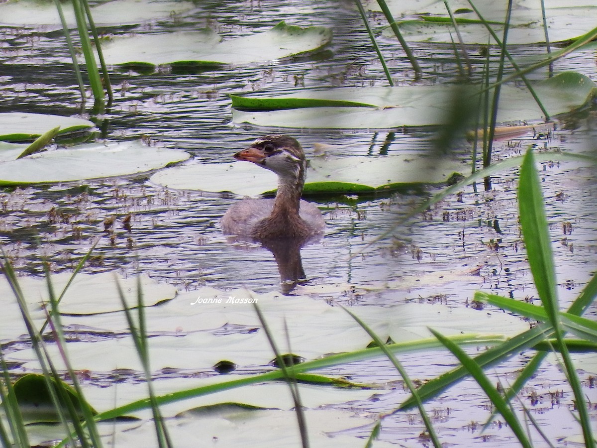 Pied-billed Grebe - ML108613091