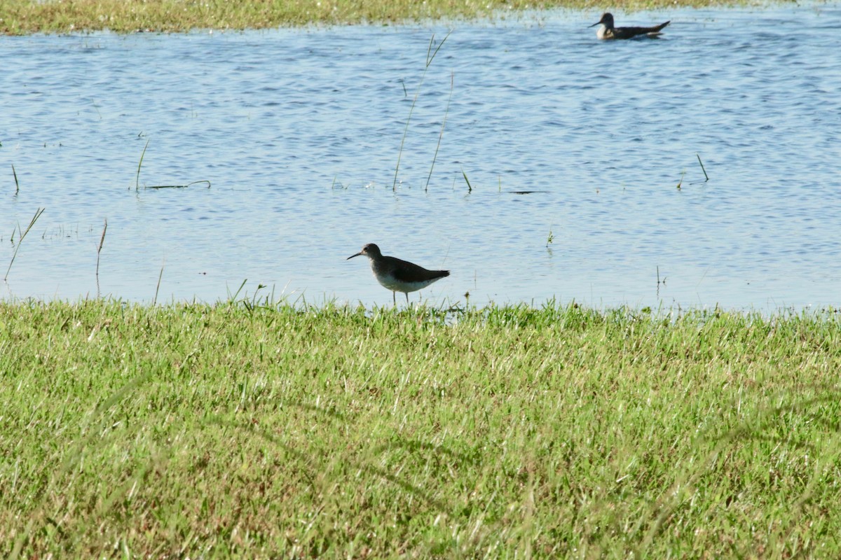 Solitary Sandpiper - ML108613781