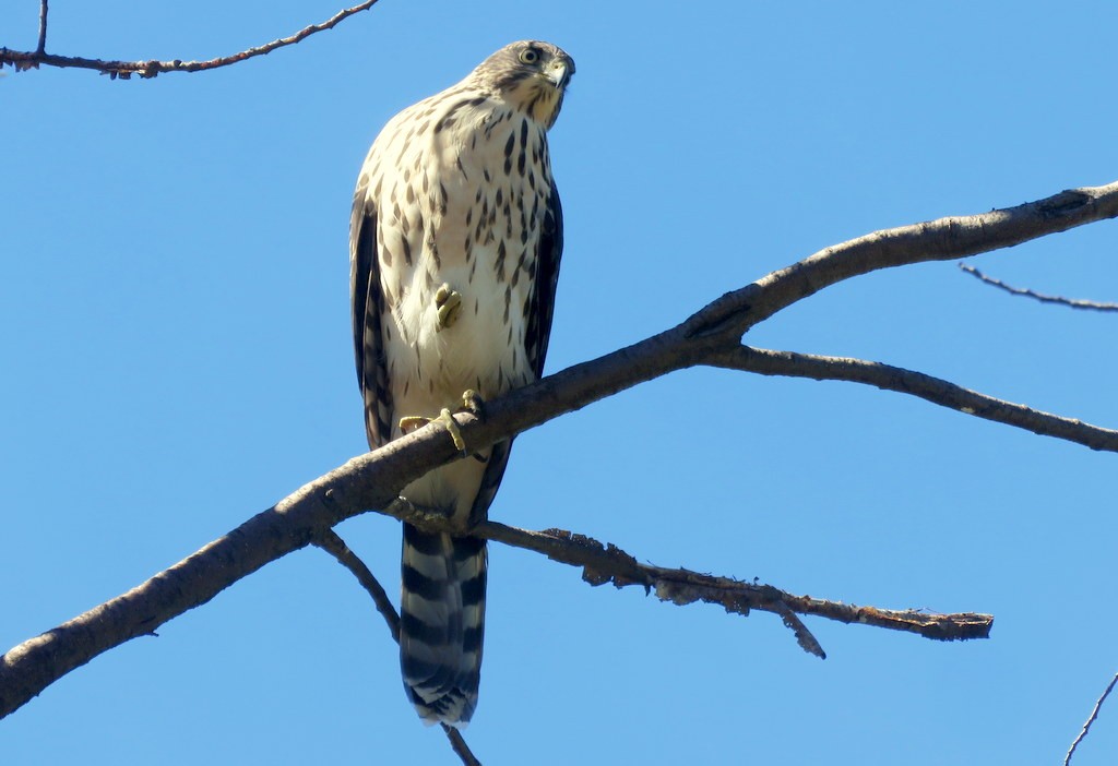 Chilean Hawk - Diego Carús