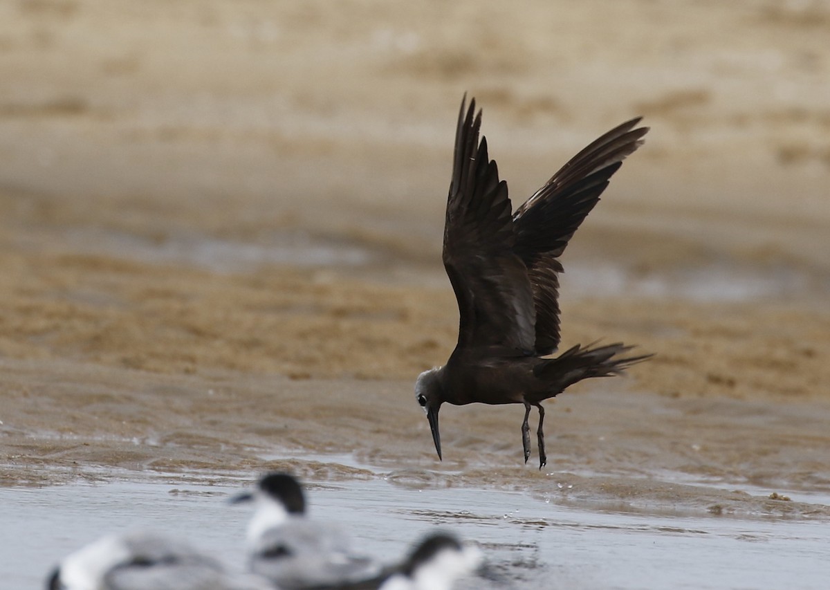 Lesser Noddy - Vijaya Lakshmi