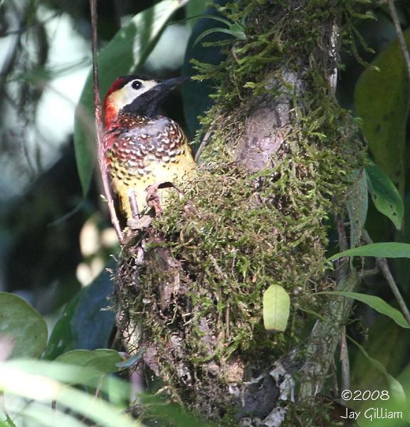 Crimson-mantled Woodpecker - ML108617491