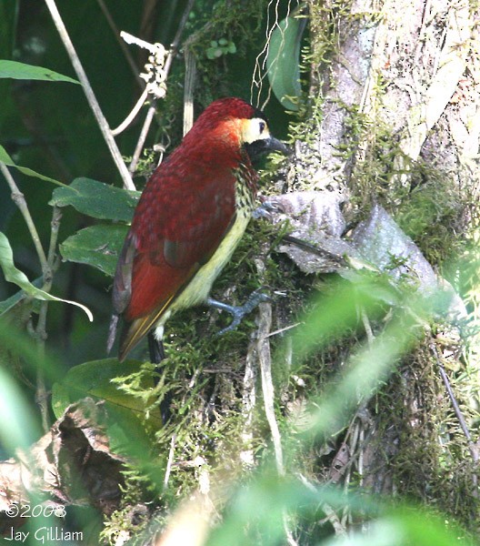 Crimson-mantled Woodpecker - ML108617511
