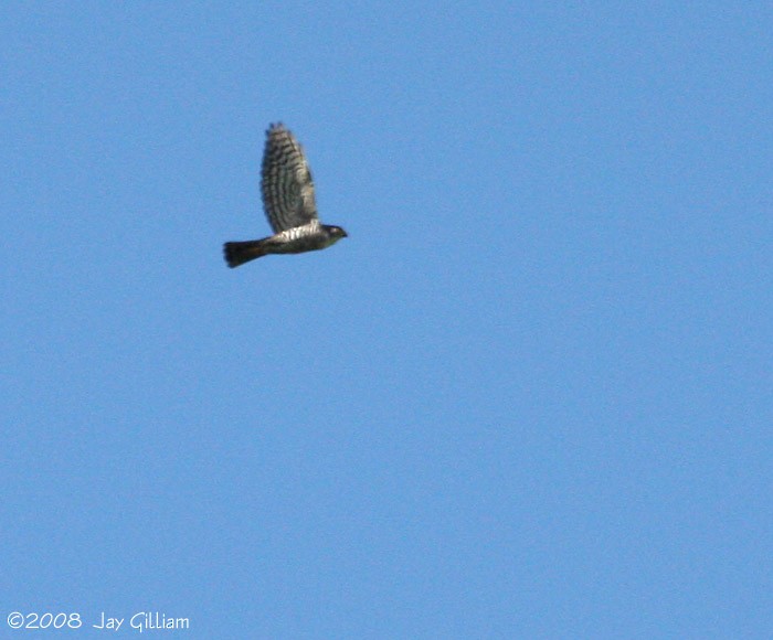 Hook-billed Kite - Jay Gilliam