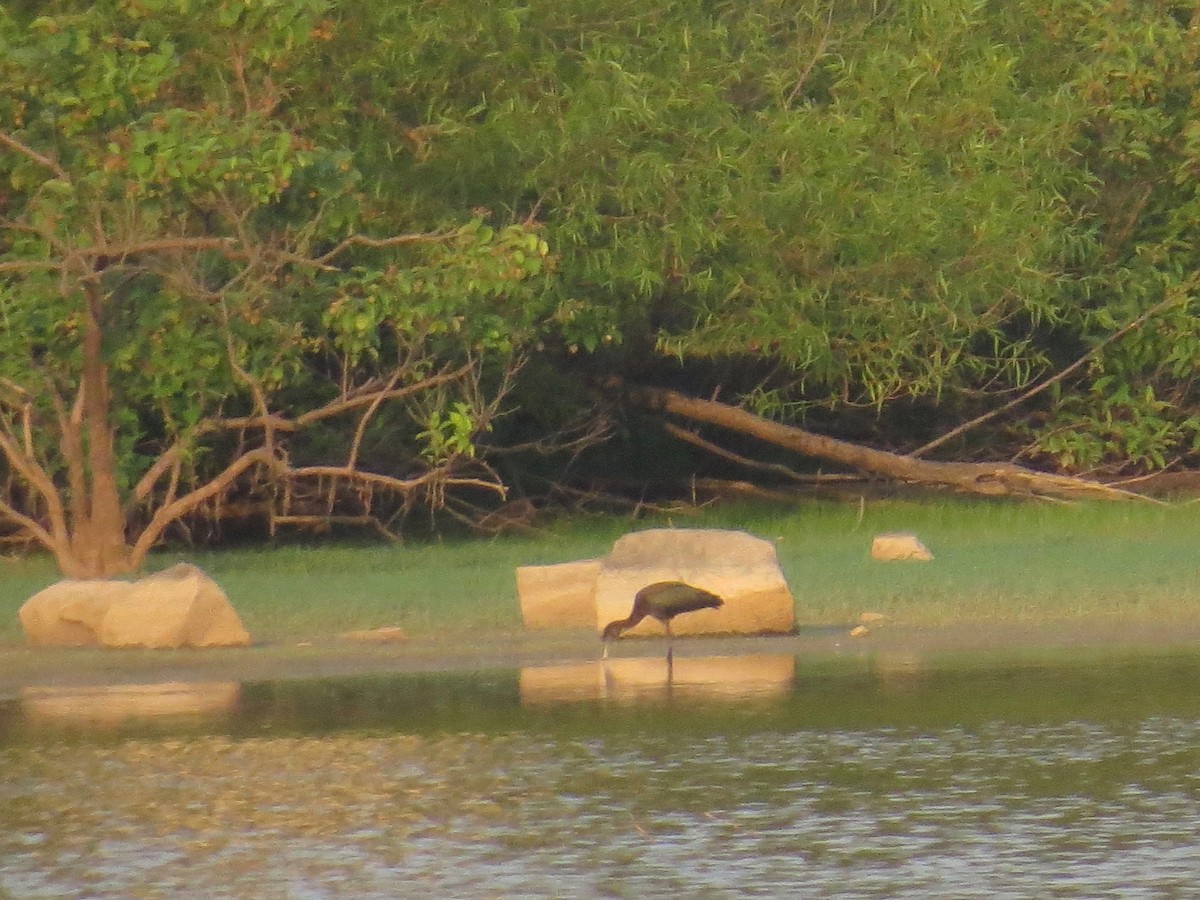 Glossy Ibis - ML108617661