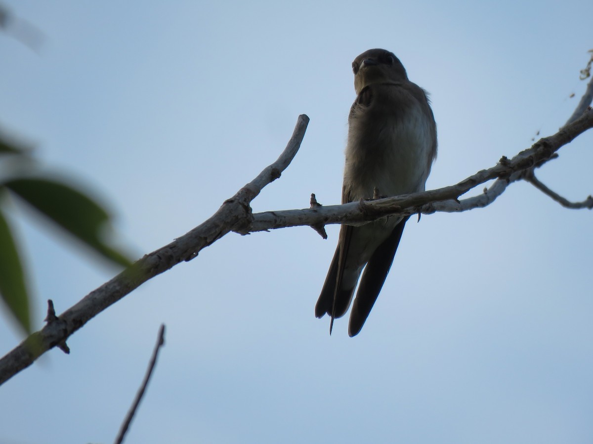 Northern Rough-winged Swallow - ML108618641