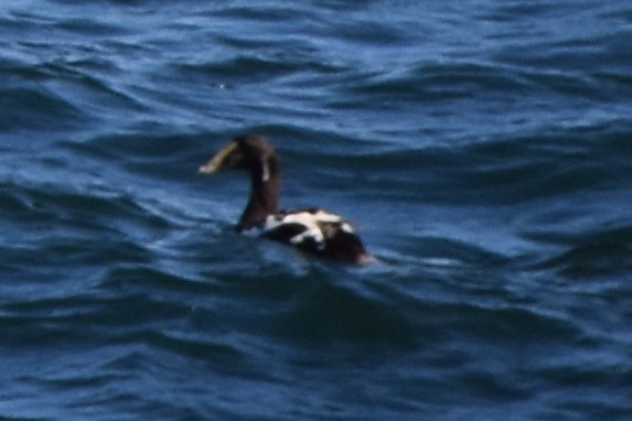 Eiderente - ML108620911