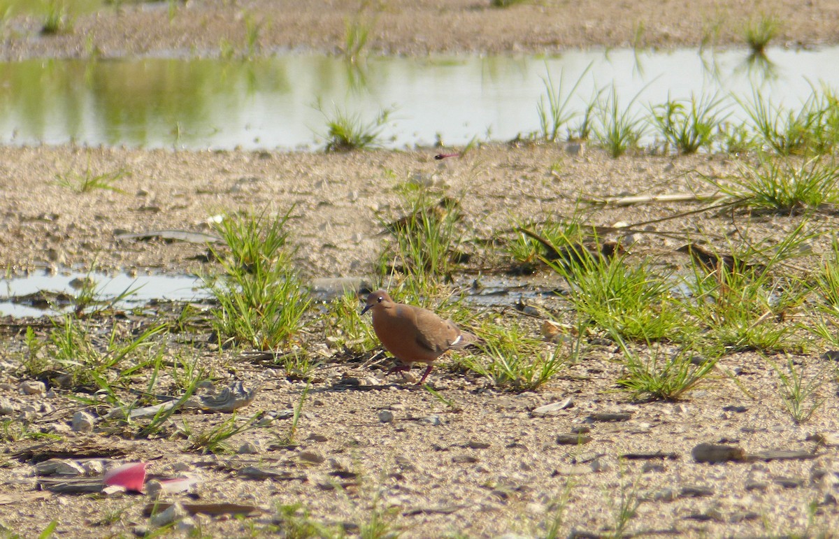 Zenaida Dove - ML108621061