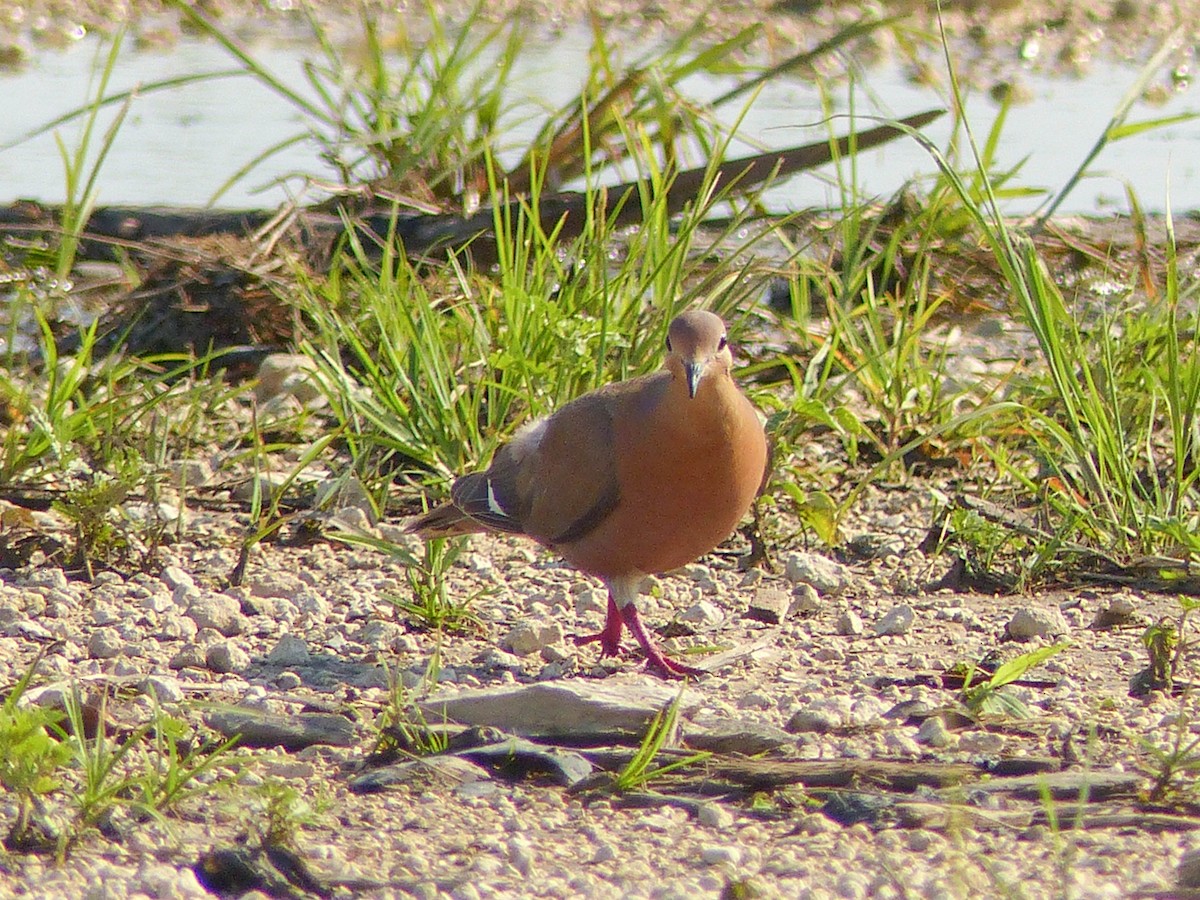 Zenaida Dove - ML108621071