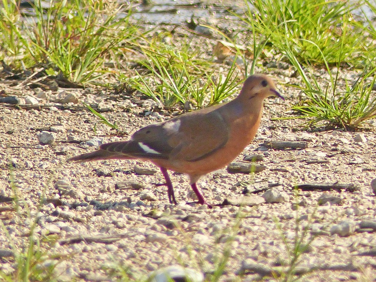 Zenaida Dove - ML108621081