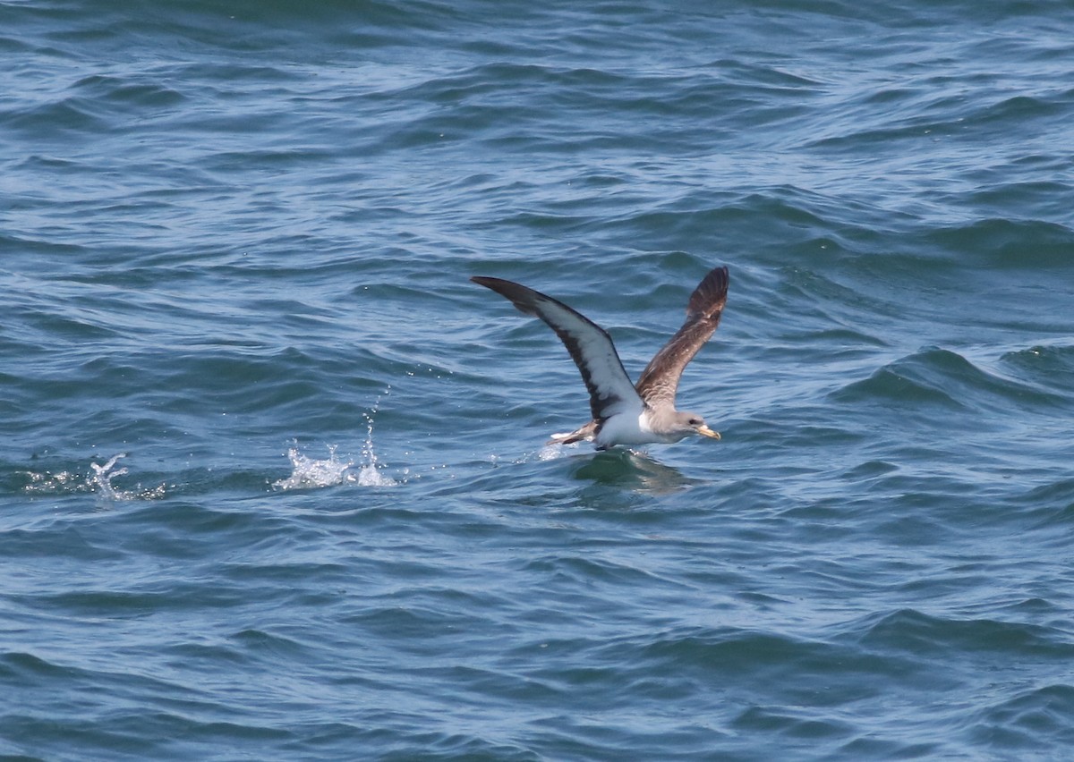 Cory's Shearwater (borealis) - ML108621191