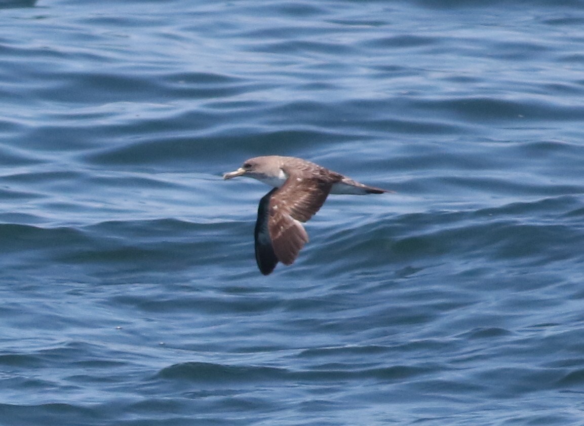 Cory's Shearwater (borealis) - ML108621201