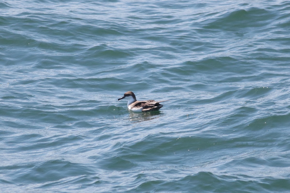 Great Shearwater - ML108622461