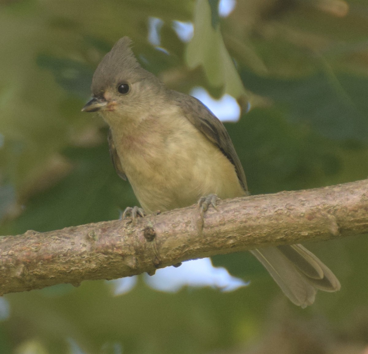 Tufted Titmouse - ML108622611