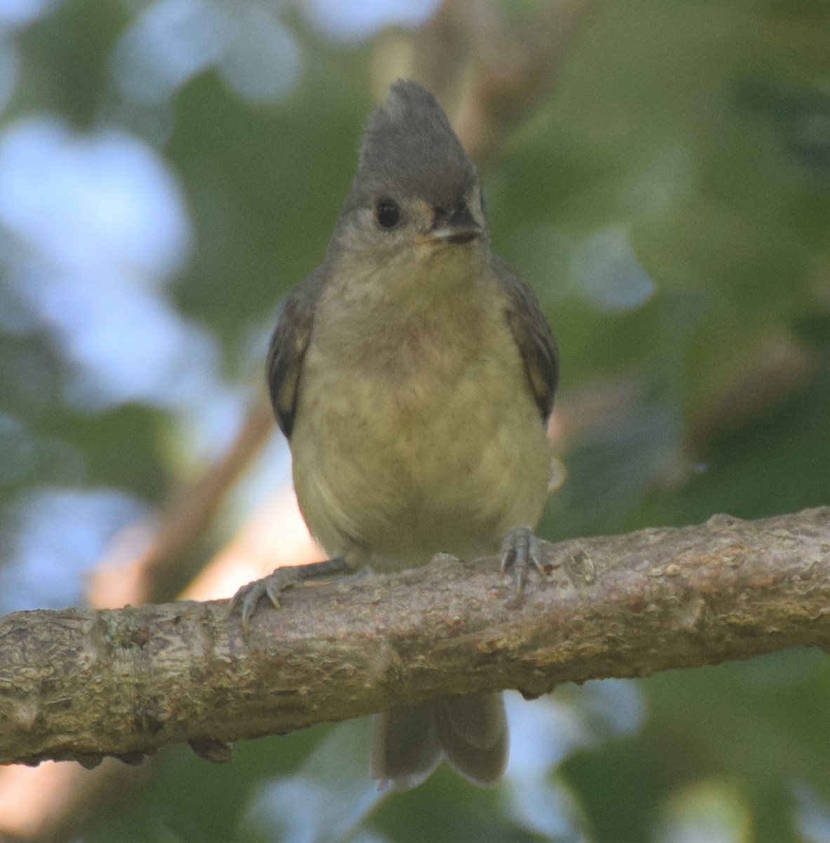 Tufted Titmouse - ML108622631