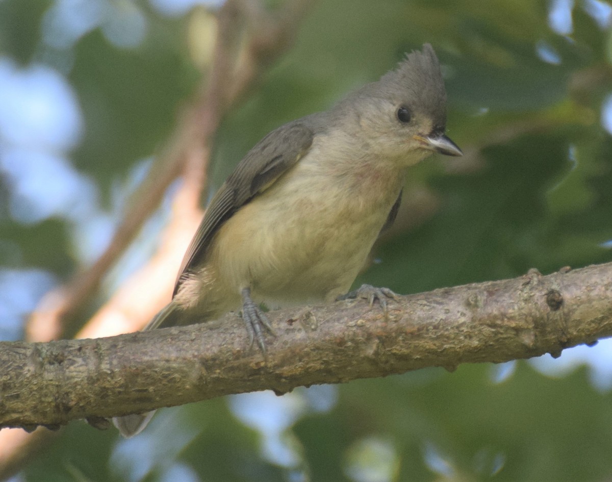 Tufted Titmouse - ML108622651