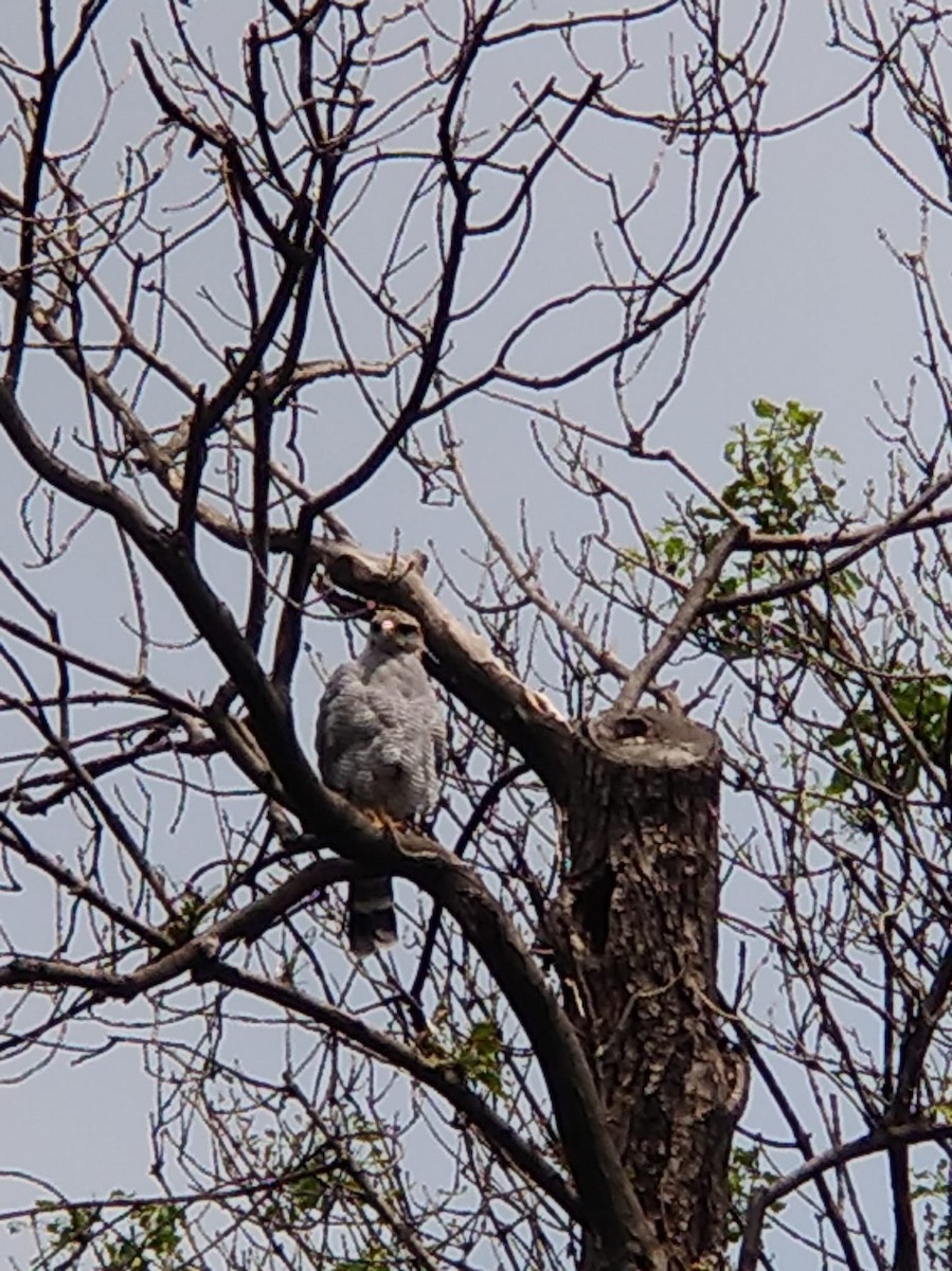 Gray Hawk - Anuar López