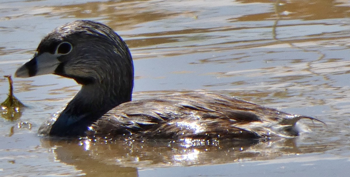 Pied-billed Grebe - Joe Minor