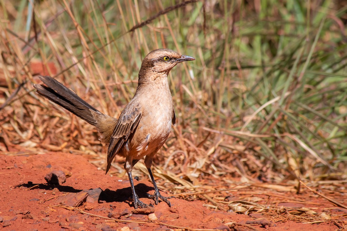 Chalk-browed Mockingbird - ML108624761