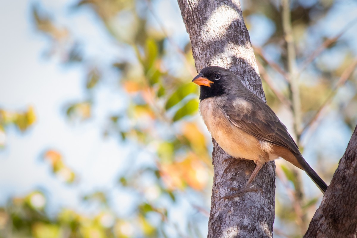 Black-throated Saltator - ML108624811