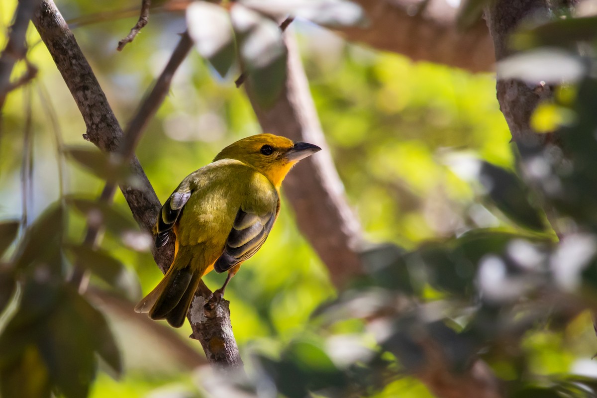 Hepatic Tanager (Lowland) - ML108624821