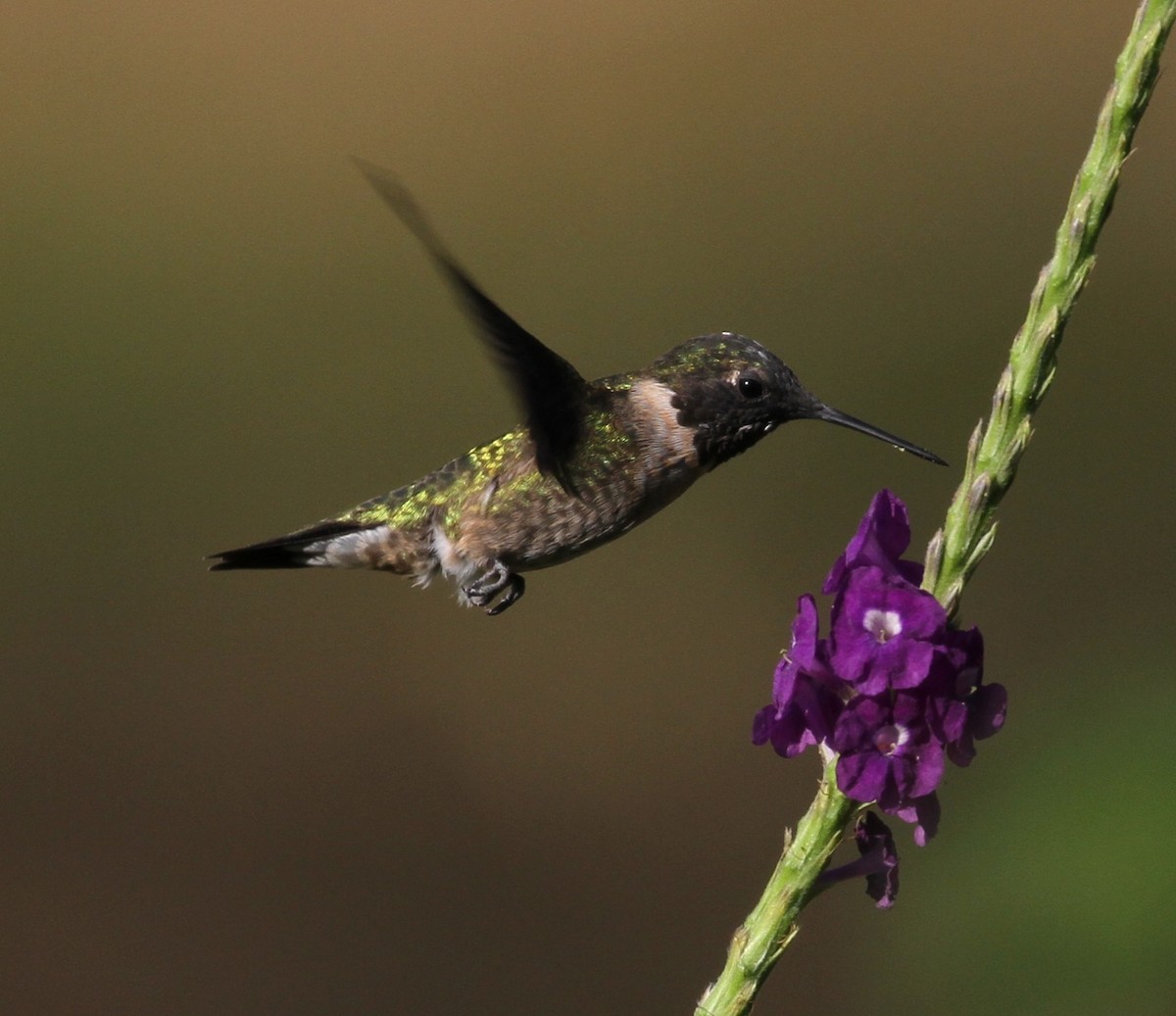 Ruby-throated Hummingbird - Don Coons