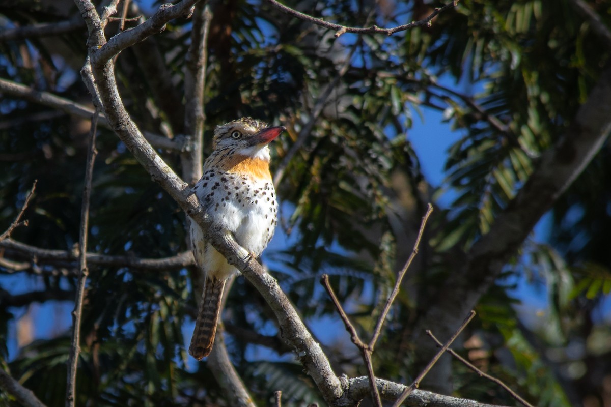 Spot-backed Puffbird (Spot-backed) - ML108626861