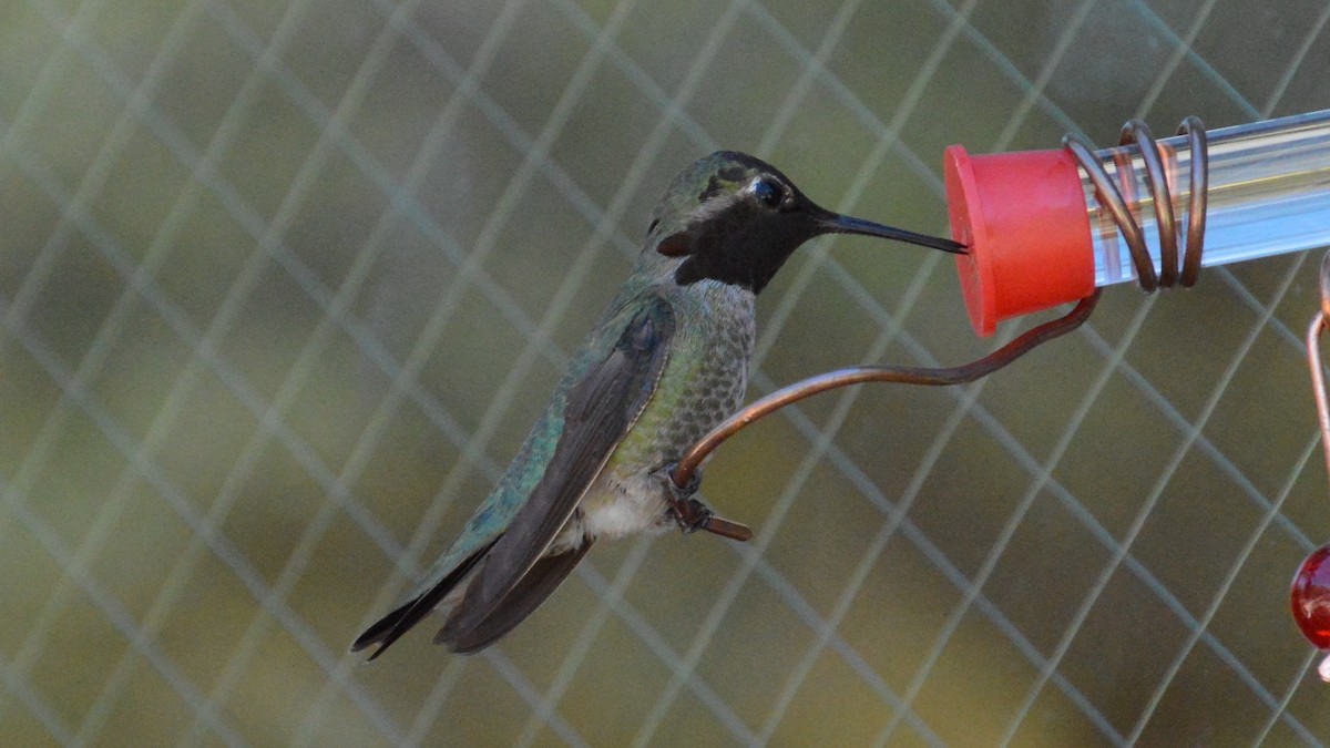 rødmaskekolibri - ML108626941