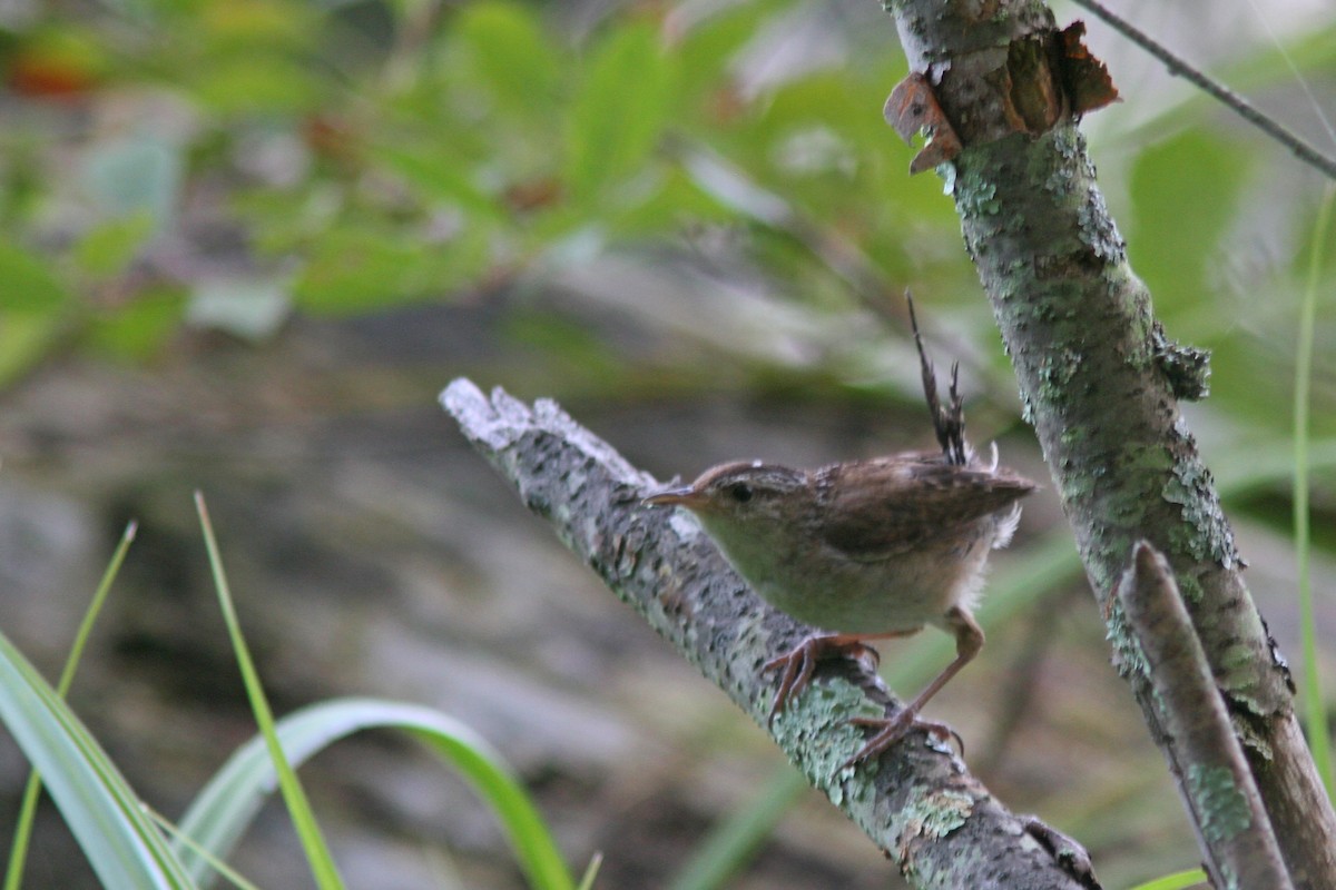 Marsh Wren - ML108626961