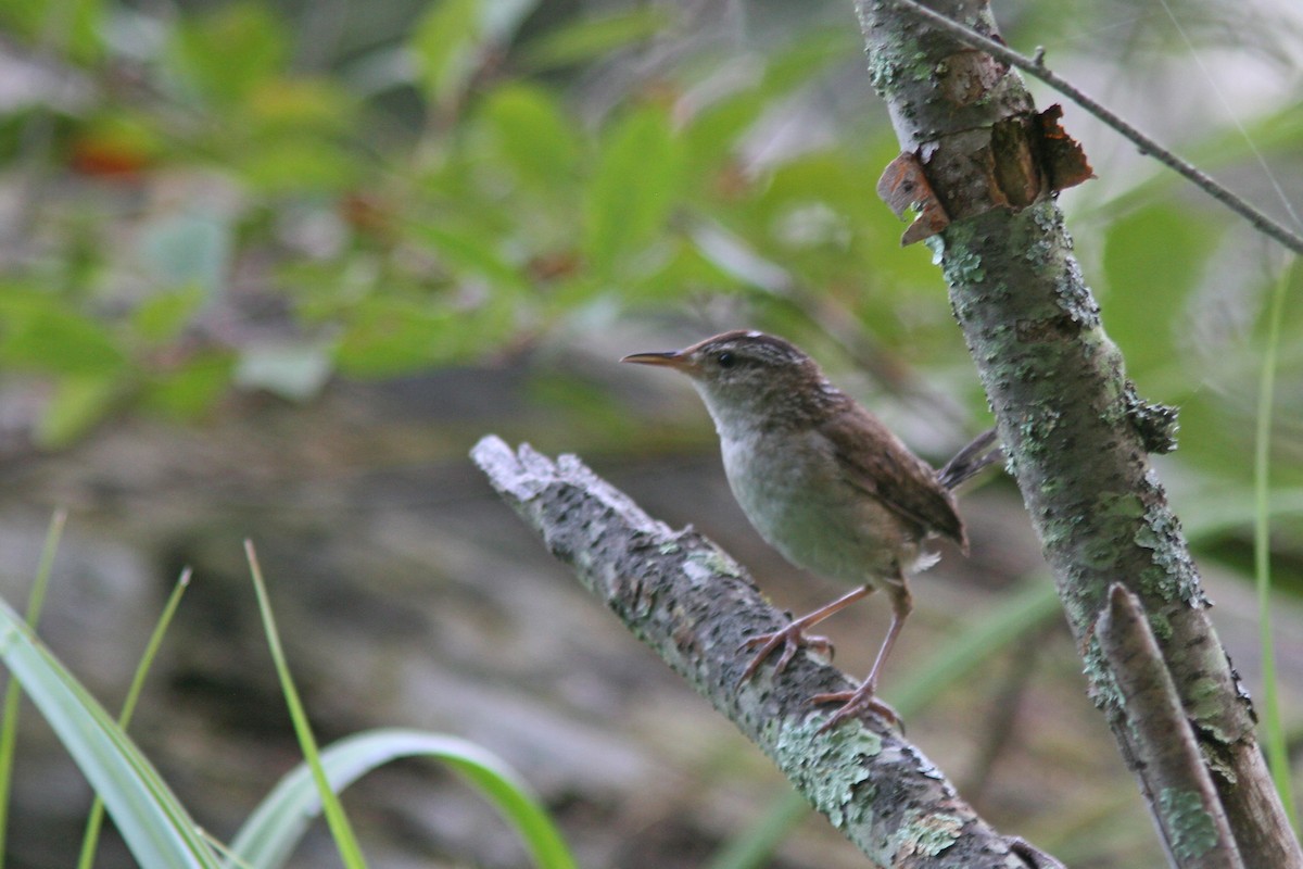 Marsh Wren - ML108626971