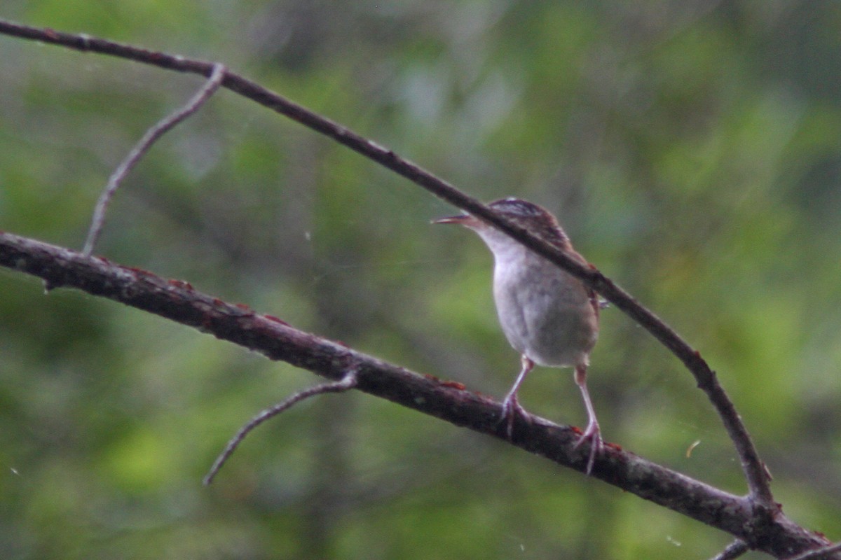 Marsh Wren - ML108627141