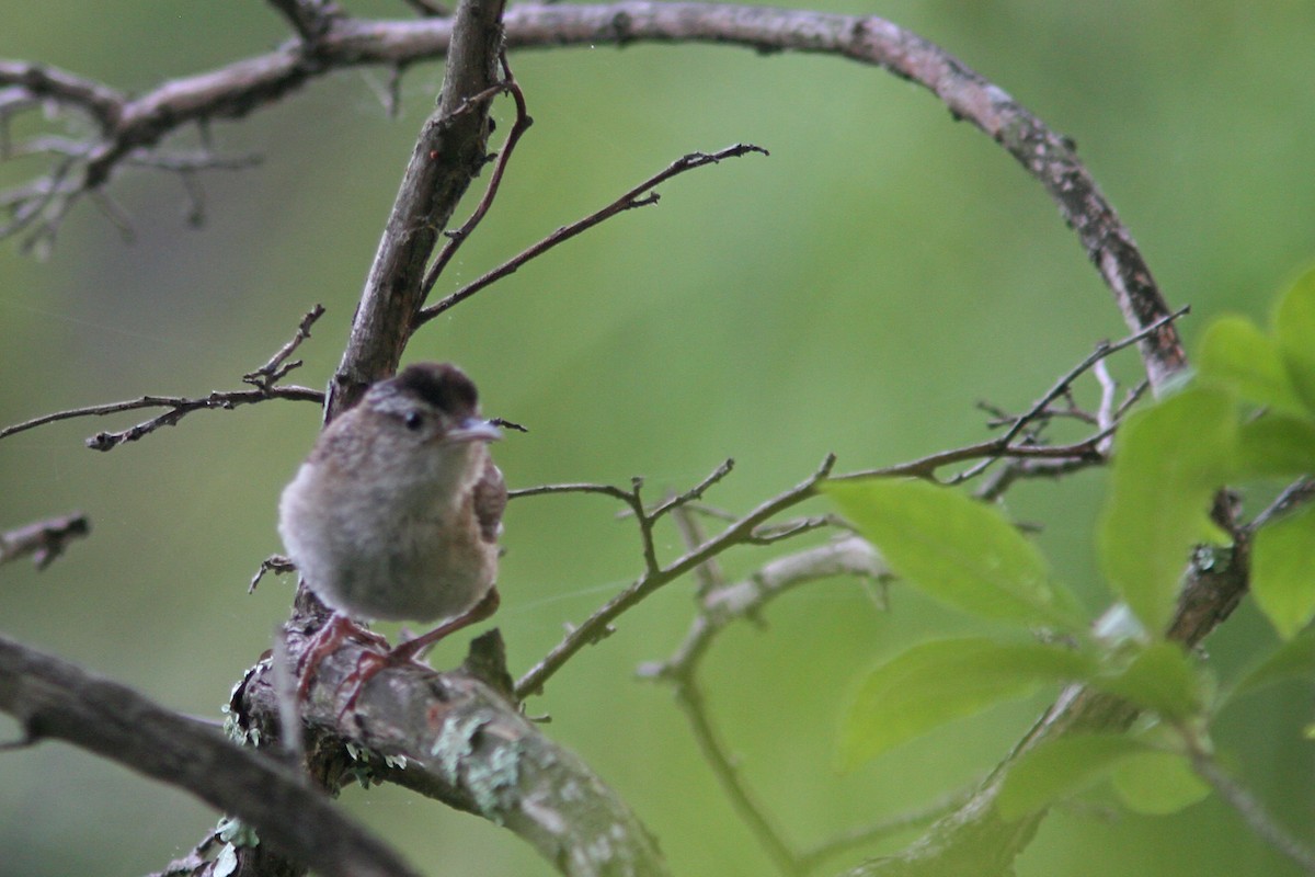 Marsh Wren - ML108627161