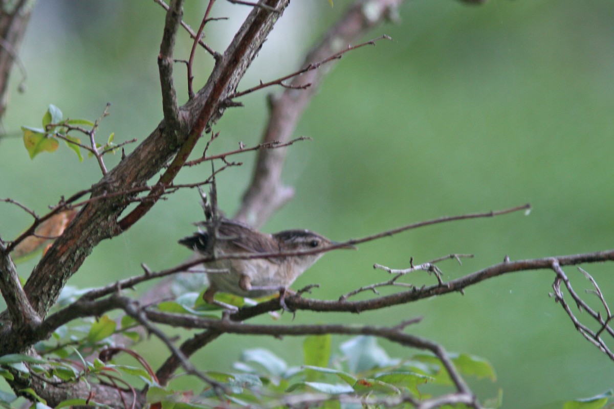 Marsh Wren - ML108627181