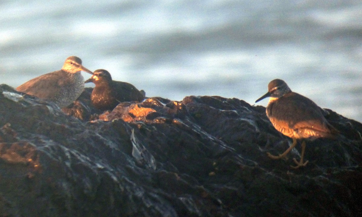 Wandering Tattler - Benjamin Byerly