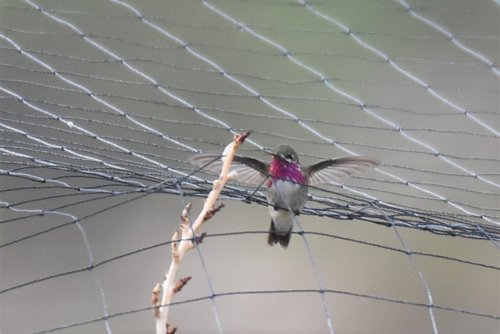 Calliope Hummingbird - ML108628651