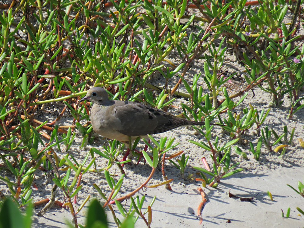 Mourning Dove - ML108631011