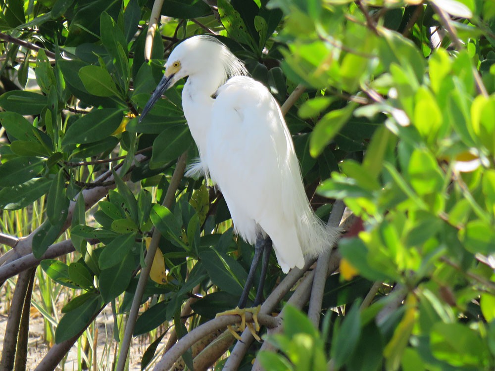 Snowy Egret - ML108631021