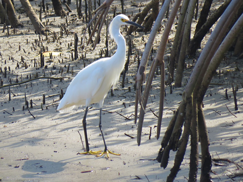 Snowy Egret - ML108631041