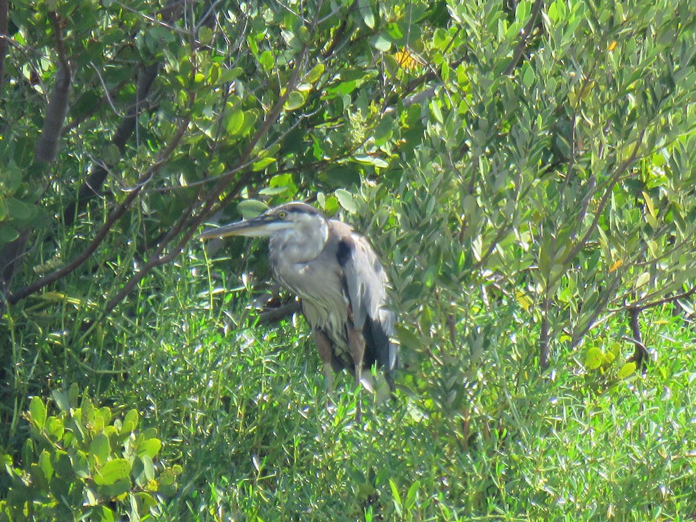 Great Blue Heron (Great Blue) - ML108631091