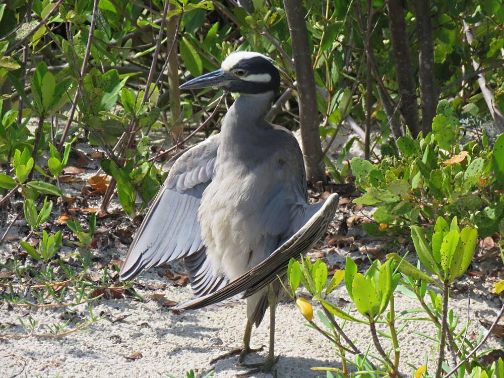 Yellow-crowned Night Heron - ML108631221