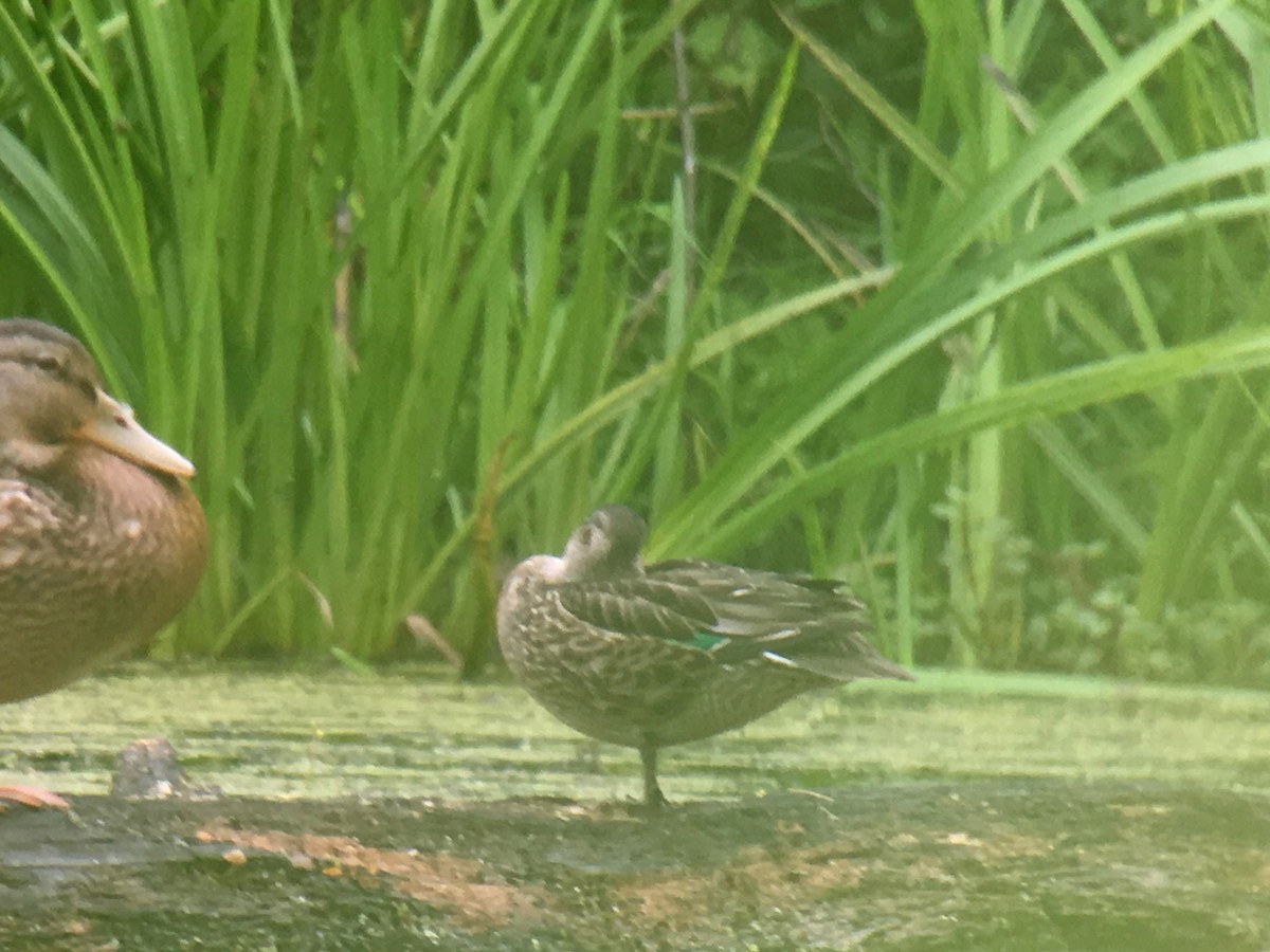 Green-winged Teal - Larry Therrien