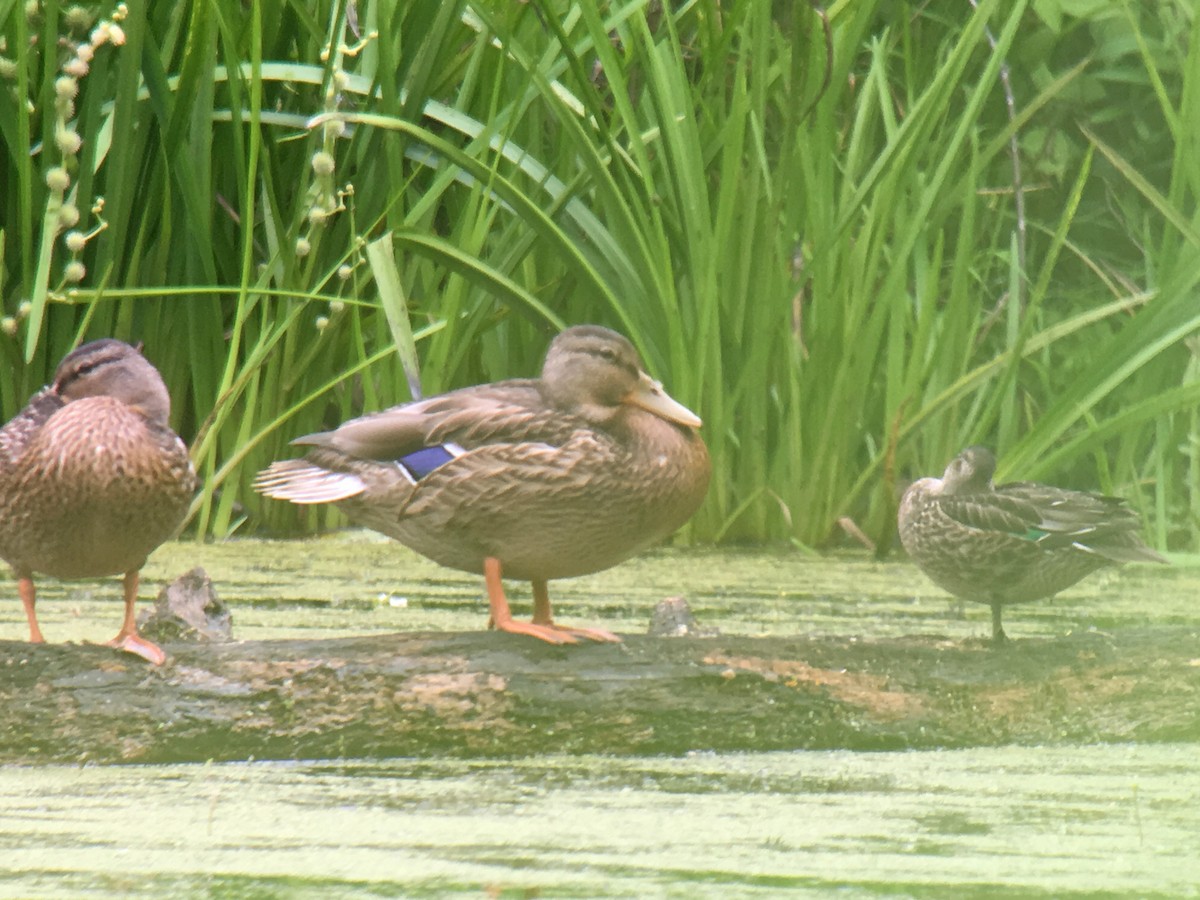 Green-winged Teal - Larry Therrien