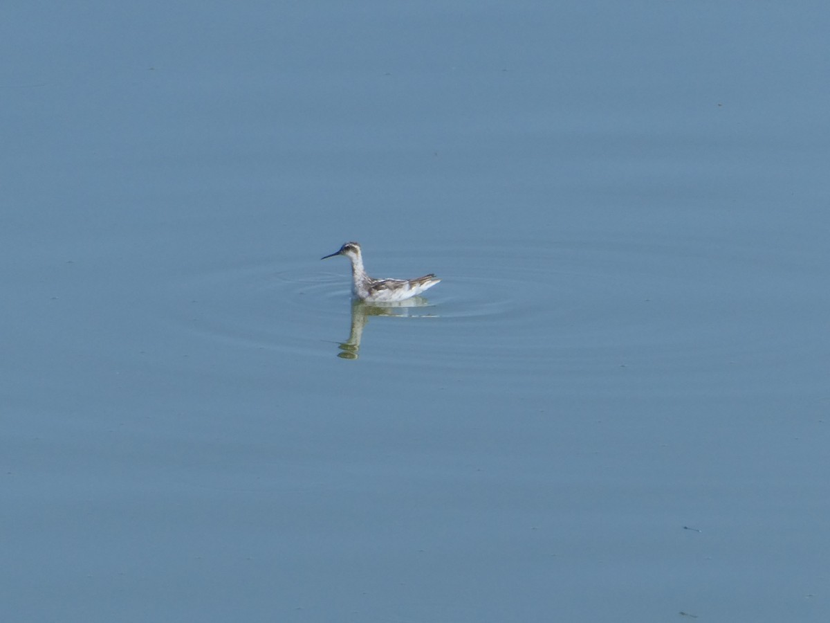 Wilson's Phalarope - Adam Kucharek