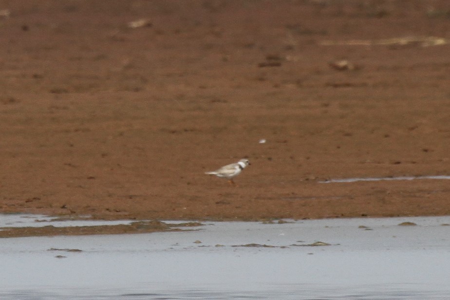 Piping Plover - Salt Plains Biologist